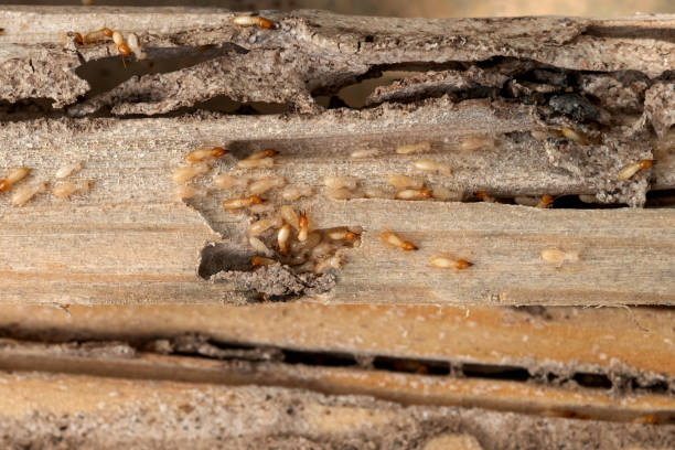 Professional Pest Control in Ricardo, TX